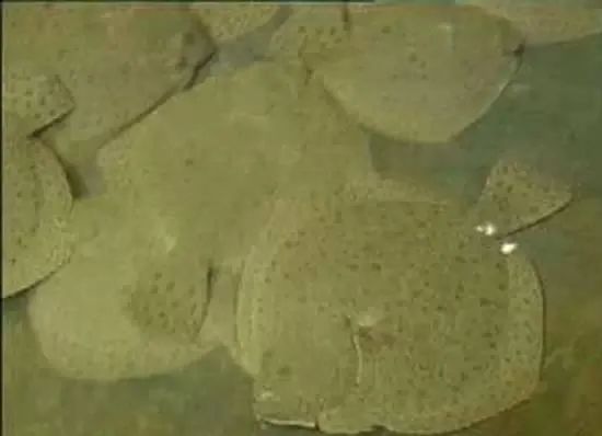 海鲜大全,最全海鲜冷知识