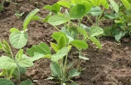 大豆苗期病虫害的防治,大豆后期虫害怎样防治