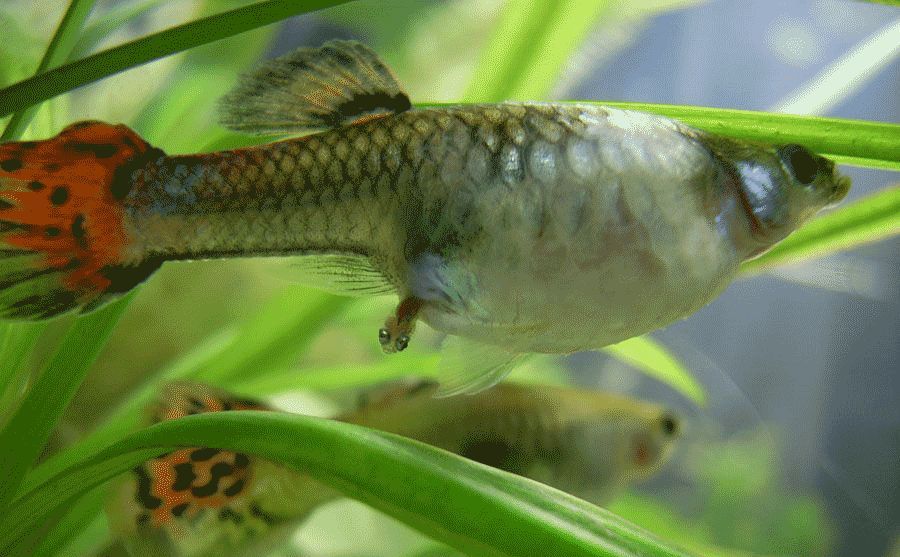 你们见过小鱼生蛋吗,你们见过鱼生蛋吗