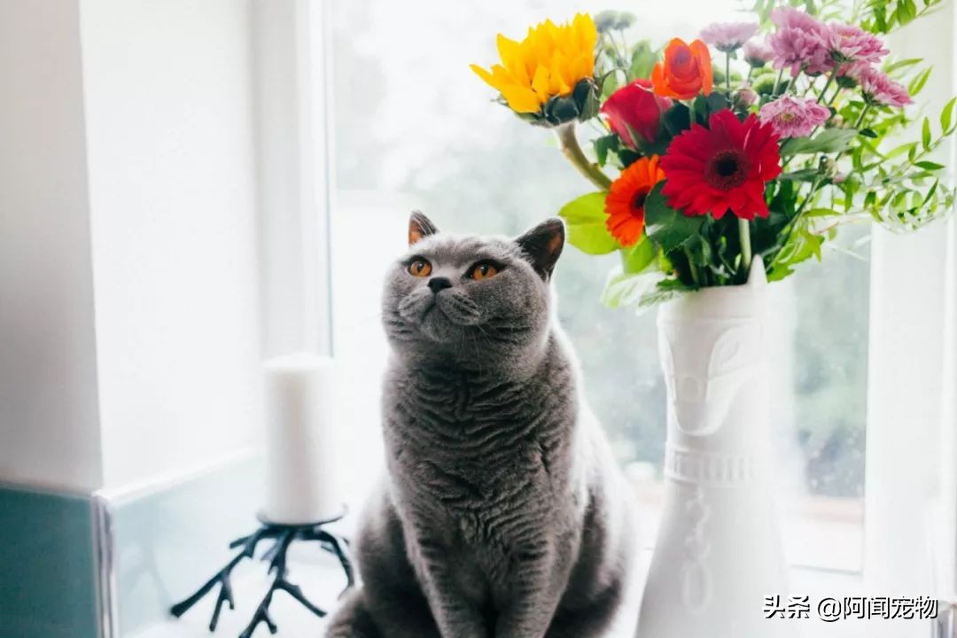 猫咪不洗澡也很干净,猫咪洗澡没冲干净有什么影响