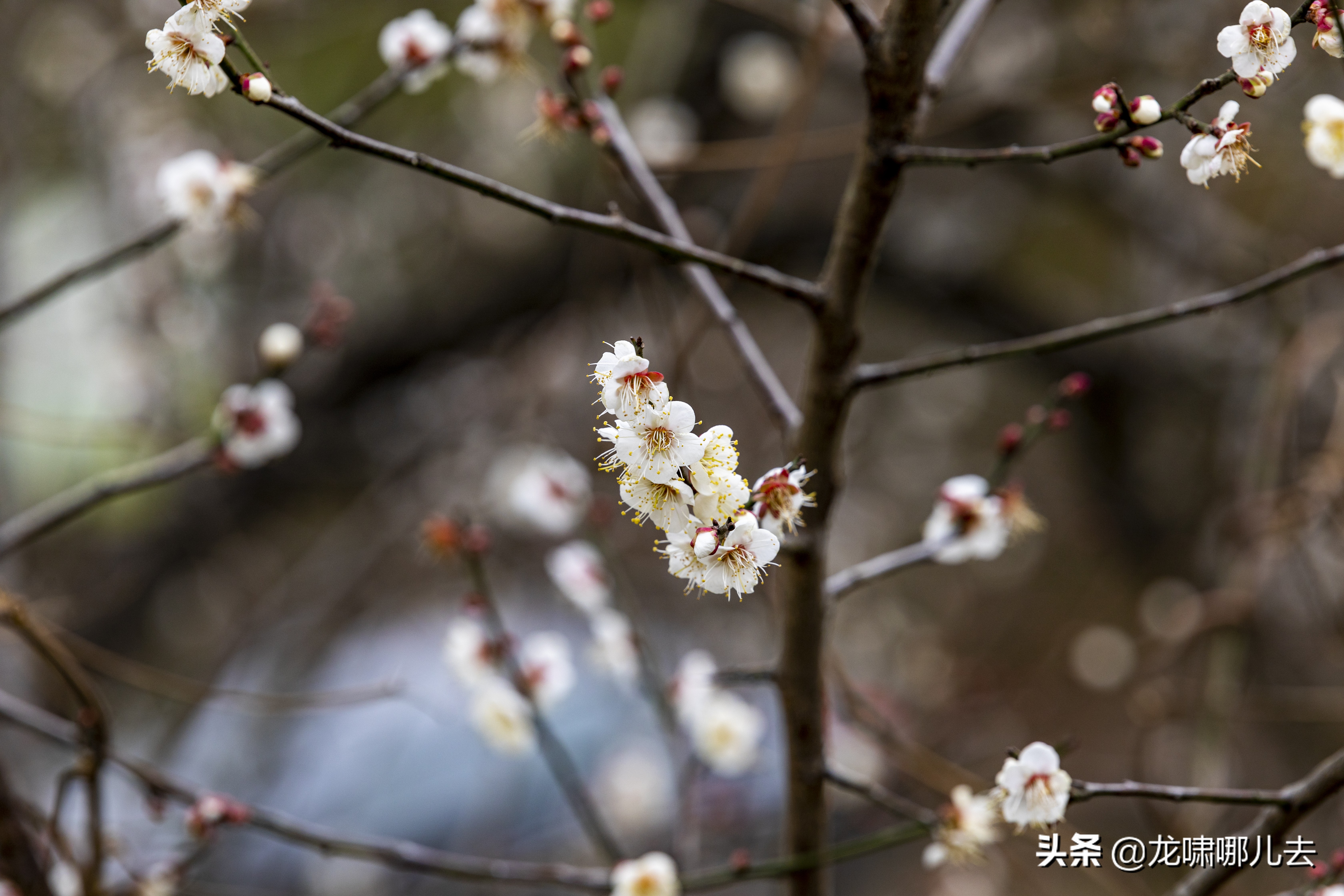 梁化梅园梅花观赏最佳时间,惠州梁化梅园看梅花时间