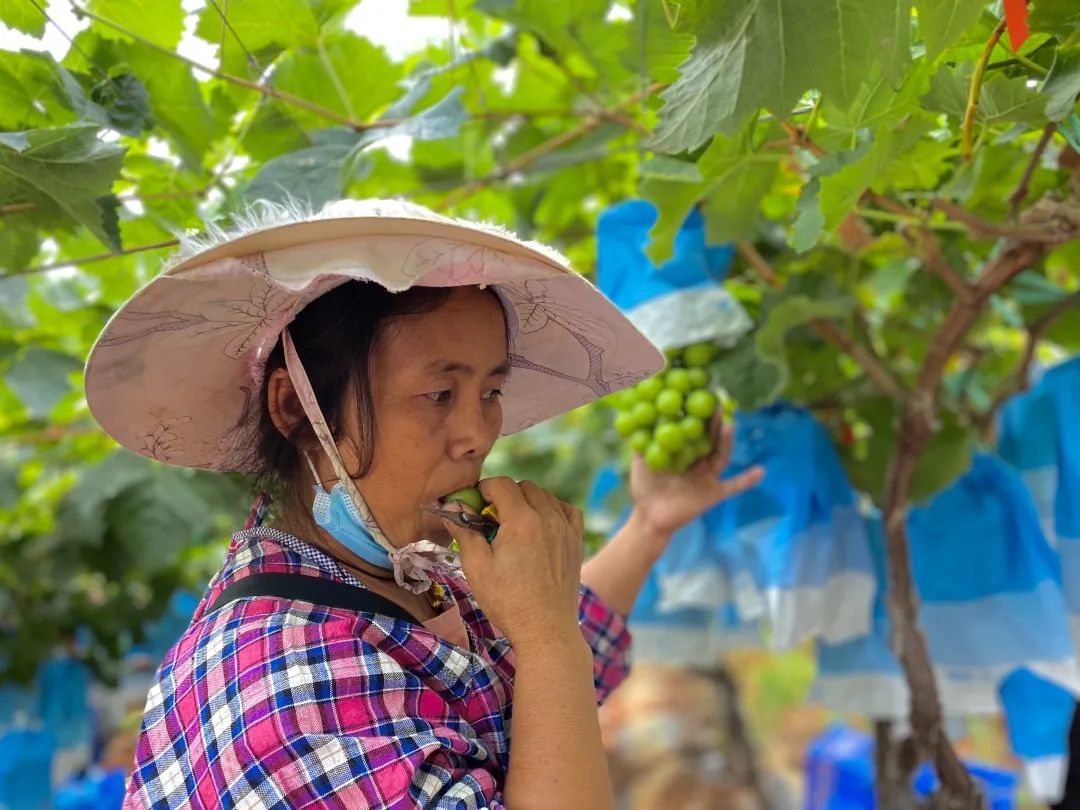 葡萄界的爱马仕晴王,葡萄界中的爱马仕跌落
