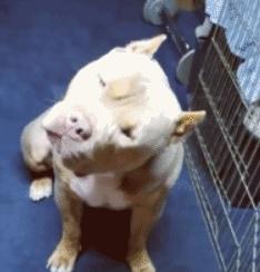 搞笑段子,搞笑动图gif微信可爱表情包