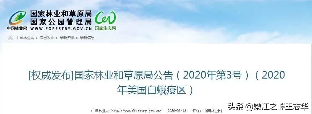 外来物种入侵，山东以下地区被列入2020美囯白蛾疫区