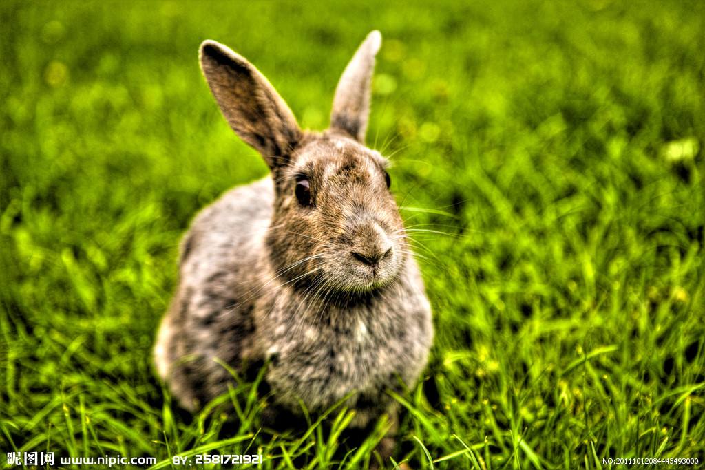 兔子饲养方法及注意事项,兔子的饲养方法和注意事项
