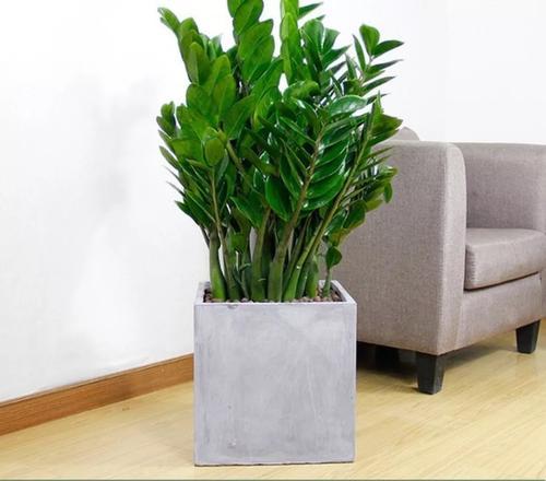 金钱树怎么才能养得又粗又壮,如何养金钱树才能枝繁叶茂