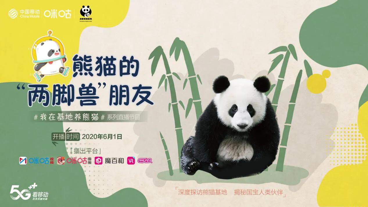 大熊猫繁育基地接触熊猫,熊猫饲养员照顾熊猫的真实感受