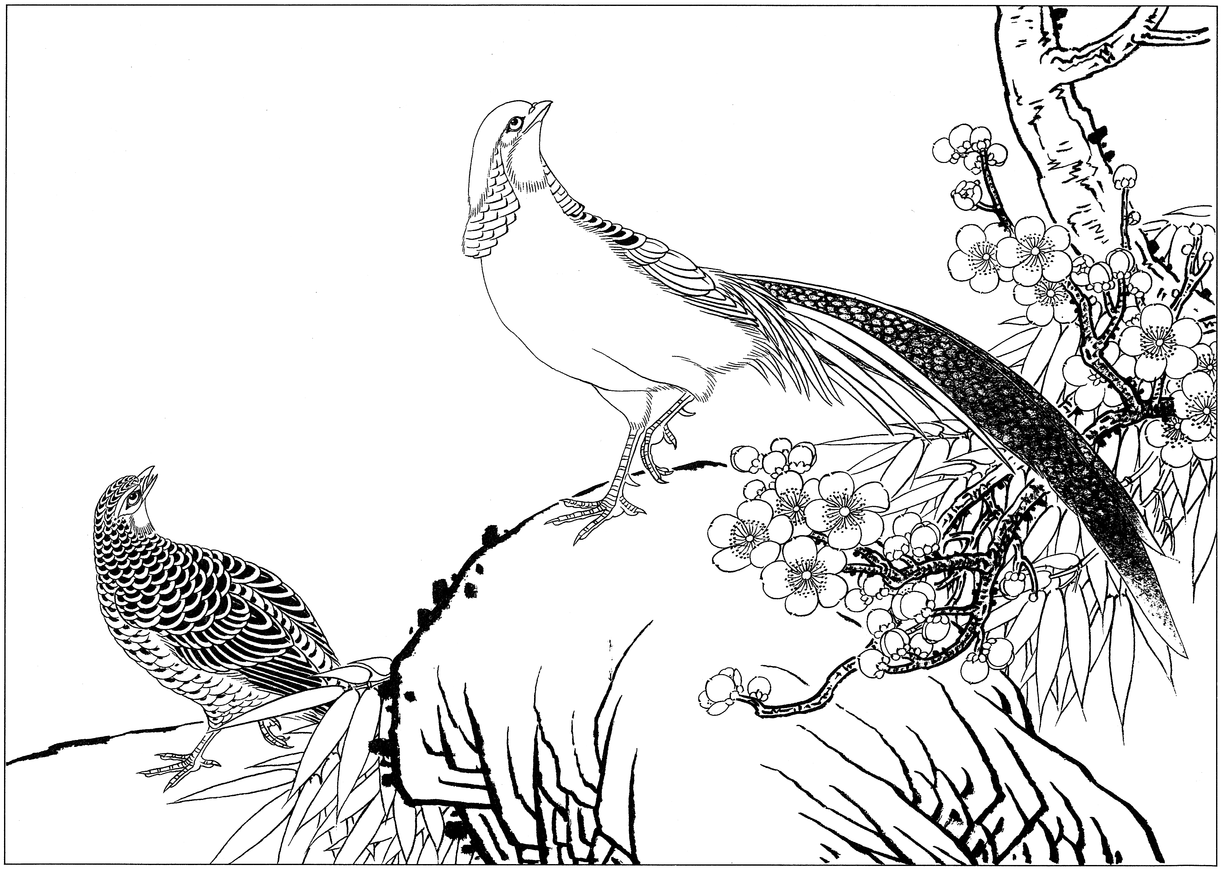 白描鸡图片大全,鸡的工笔画法