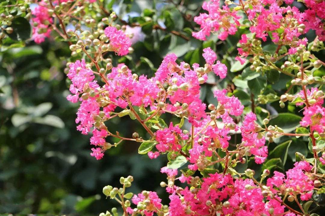 二十四节气之立秋手抄报,二十四节气之立秋茅台