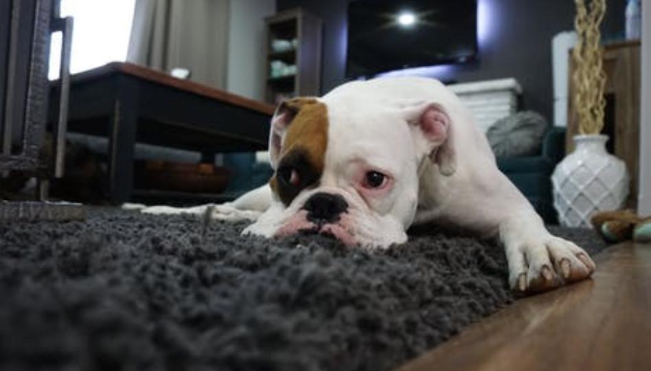 狗狗先训练什么,训练狗狗是不是让它先饿着