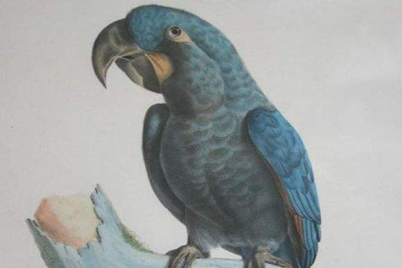 最大的野生金刚鹦鹉,世界上最有名金刚鹦鹉