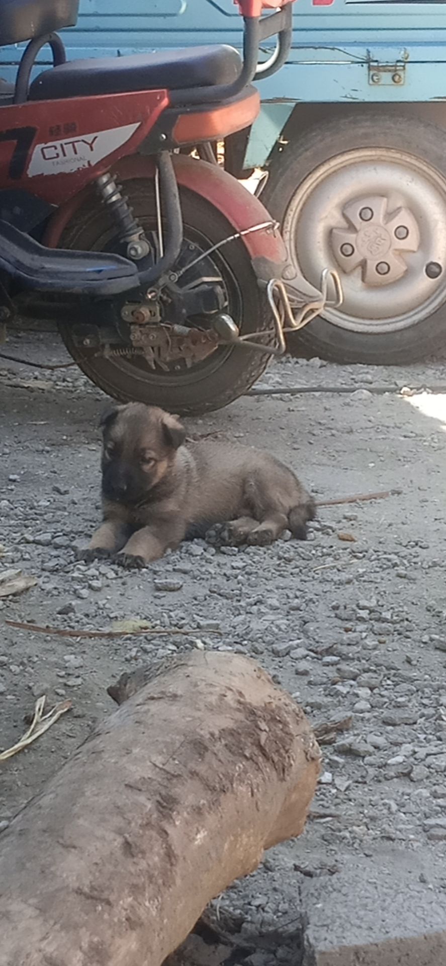 绝食的狗狗能强行喂食吗,绝食狗狗