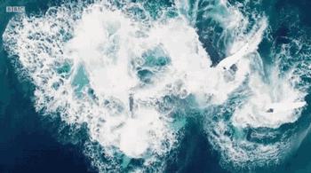 假如不小心被鲸鱼吞下怎么办,假如不小心被鲸鱼吞下该如何自救