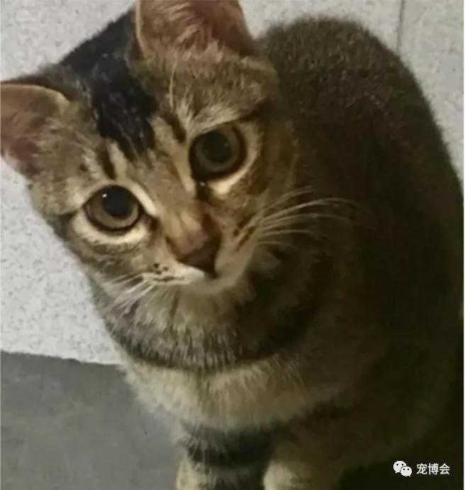 猫猫能舔到全身吗,如果舔猫一口猫会怎样