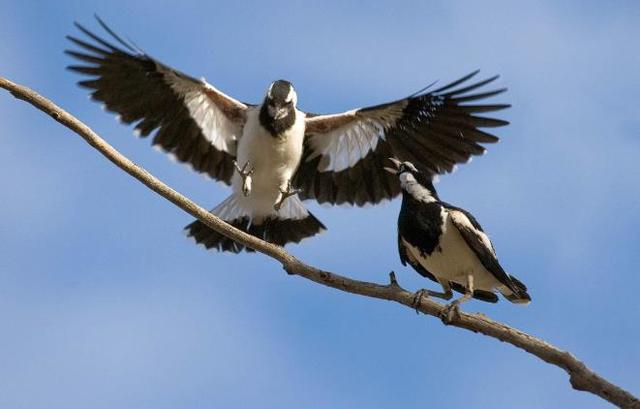 人不吃野生动物,老鹰不吃喜鹊是怎么回事