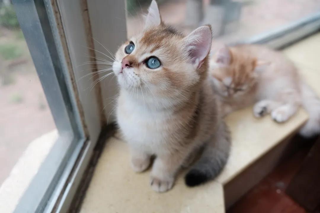 猫咪遇到危险找谁救援,猫咪被撞内伤几天恢复