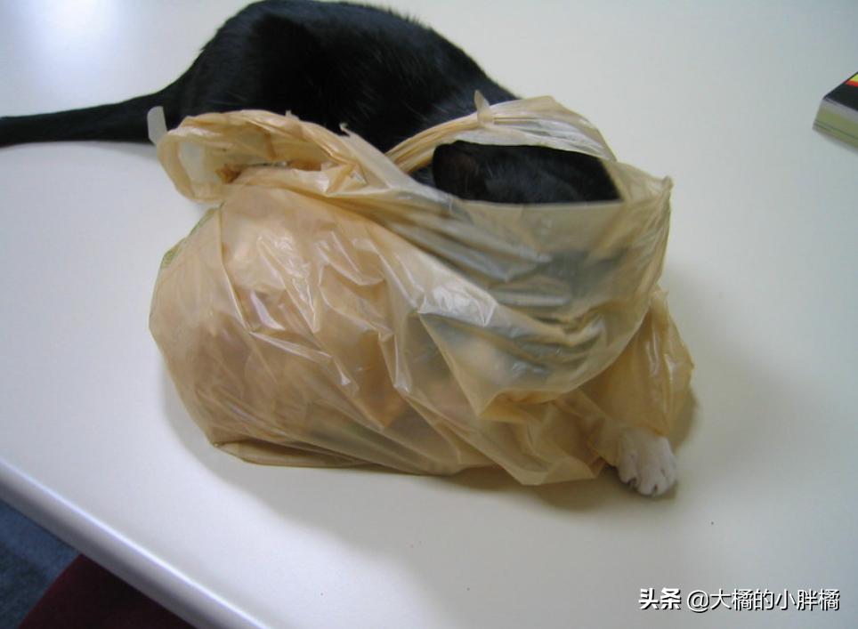 猫咪喜欢玩袋子该如何救,猫咪喜欢玩纸箱跟塑料袋