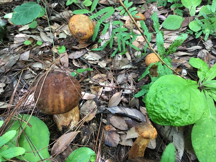 十大名贵山珍排行榜,十大名贵的菜有哪些