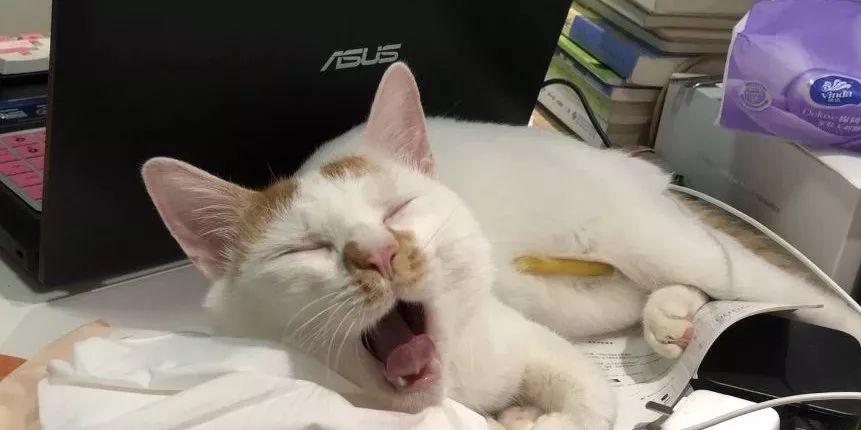 猫窝倒扣闷死猫事件,猫窝导致宠物窒息