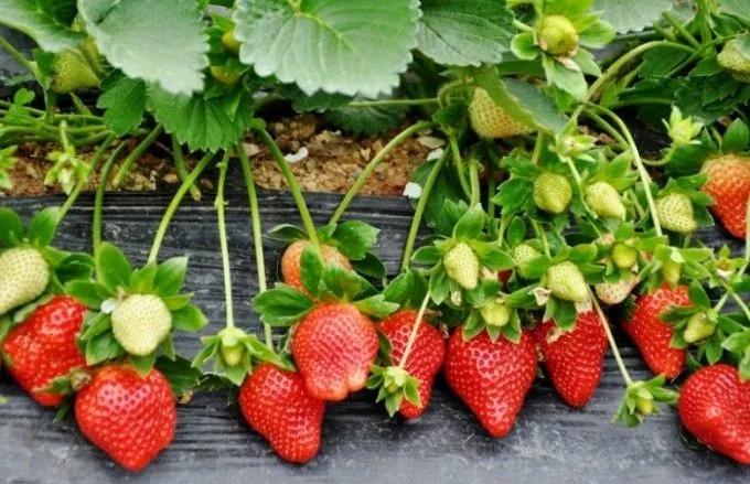 周末2日游广东,惠州2天1夜旅游大亚湾