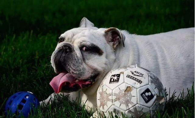 英国斗牛犬的优点和缺点是什么,英国斗牛犬容易有什么疾病