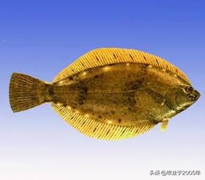 辽宁常见的鱼有哪些,辽宁沿海常见鱼