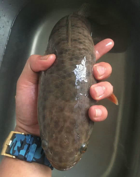 <html>
<head><title>502BadGateway</title></head>
<body>
<center><h1>502BadGateway</h1></center>
<hr><center>nginx</center>
</body>
</html>
<!--apaddingtodisableMSIEandChromefriendlyerrorpage-->
<!--apaddingtodisableMSIEandChromefriendlyerrorpage-->
<!--apaddingtodisableMSIEandChromefriendlyerrorpage-->
<!--apaddingtodisableMSIEandChromefriendlyerrorpage-->
<!--apaddingtodisableMSIEandChromefriendlyerrorpage-->
<!--apaddingtodisableMSIEandChromefriendlyerrorpage-->
