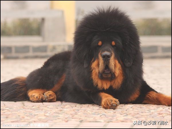 比尼熊狗狗价格,阿拉斯加狗狗价格