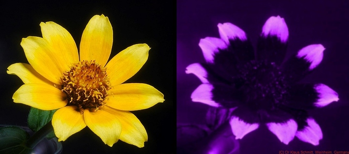 被蜜蜂蜇得乱跑,被蜜蜂蜇了怎么辨别有没有剧毒