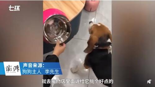 白柯基妈妈生宝宝,白狗妈妈生了一窝黑狗