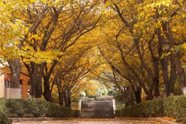 思源学院美景照片,西安思源学院秋景色