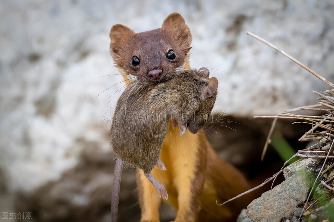 黄鼠狼偷鸡传说,黄鼠狼偷鸡打死黄鼠狼