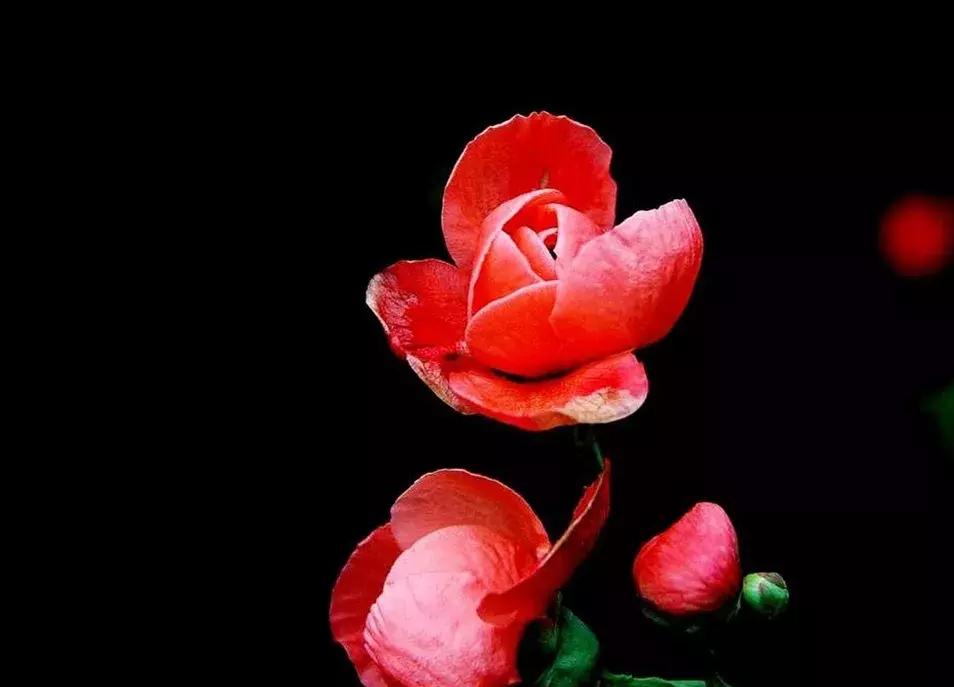 宋扬小说欣赏——生活用力过猛