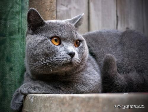 来看看英短蓝猫到底多可爱,英短蓝猫怎么才是正统