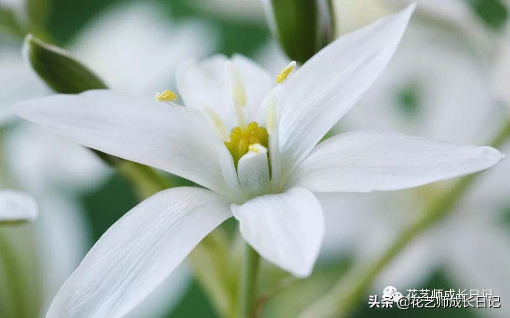 每日一花|伯利恒之星,可用于治疗癌症,洁白可爱