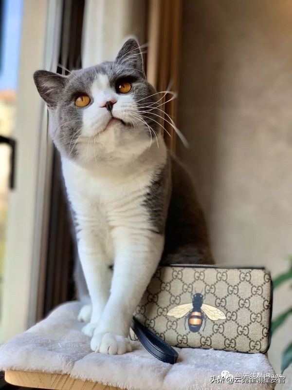 超好看的宠物包,好看又大的宠物包