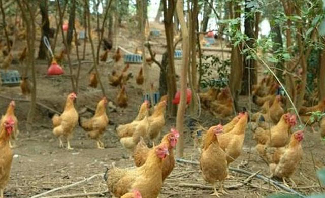 鸡拉白屎怎么治用什么药,鸡拉白屎还气喘吃什么药好