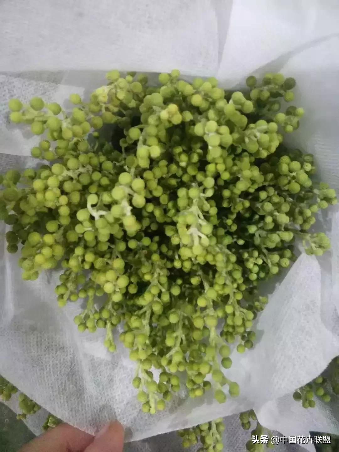 春天花市有哪些花材,便宜又大把的花材有哪些