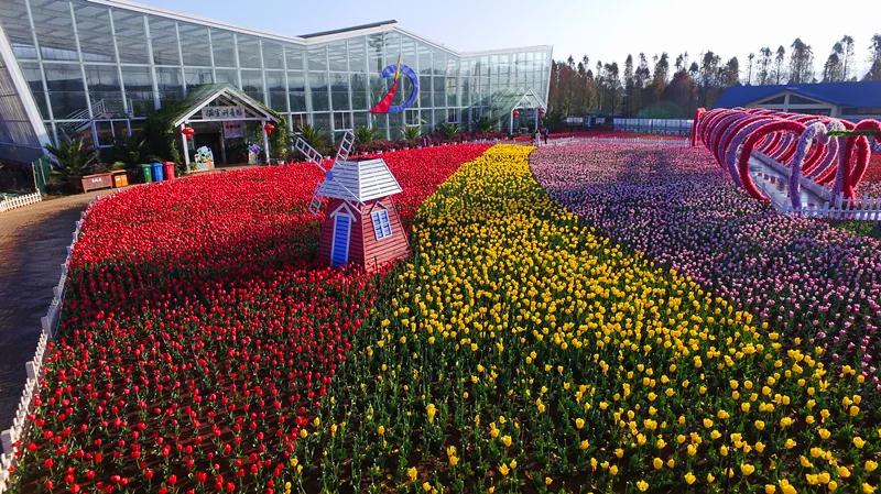蓝花楹昆明网红打卡地在哪里,昆明周边湿地公园网红打卡地