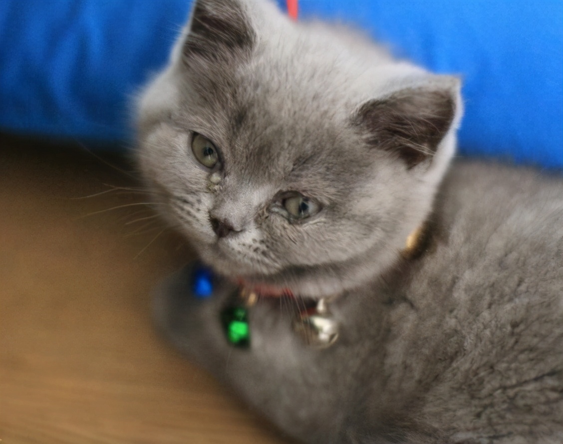 猫咪十大常见疾病及症状,猫咪常见的5种病