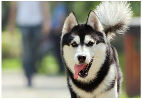 刚养狗狗总是抖怎么回事,新手养狗狗狗拉稀