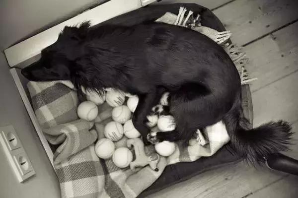 不是开玩笑，我把我家的兔子摸怀孕了...