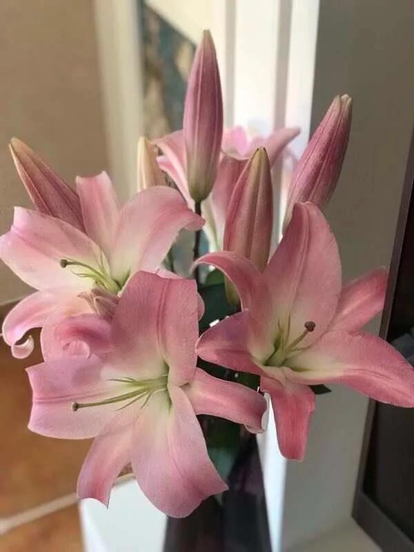 香水百合鲜切花云南鲜花基地,什么颜色的百合最好养活