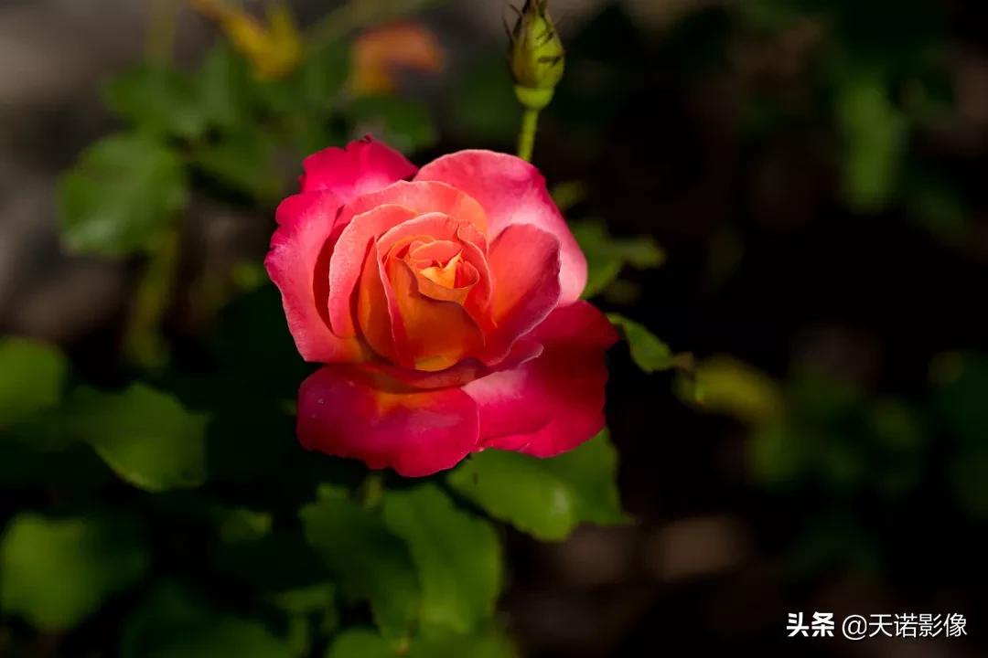 徕卡sl90-280拍人像,徕卡sl24-90镜头与24-70镜头比较