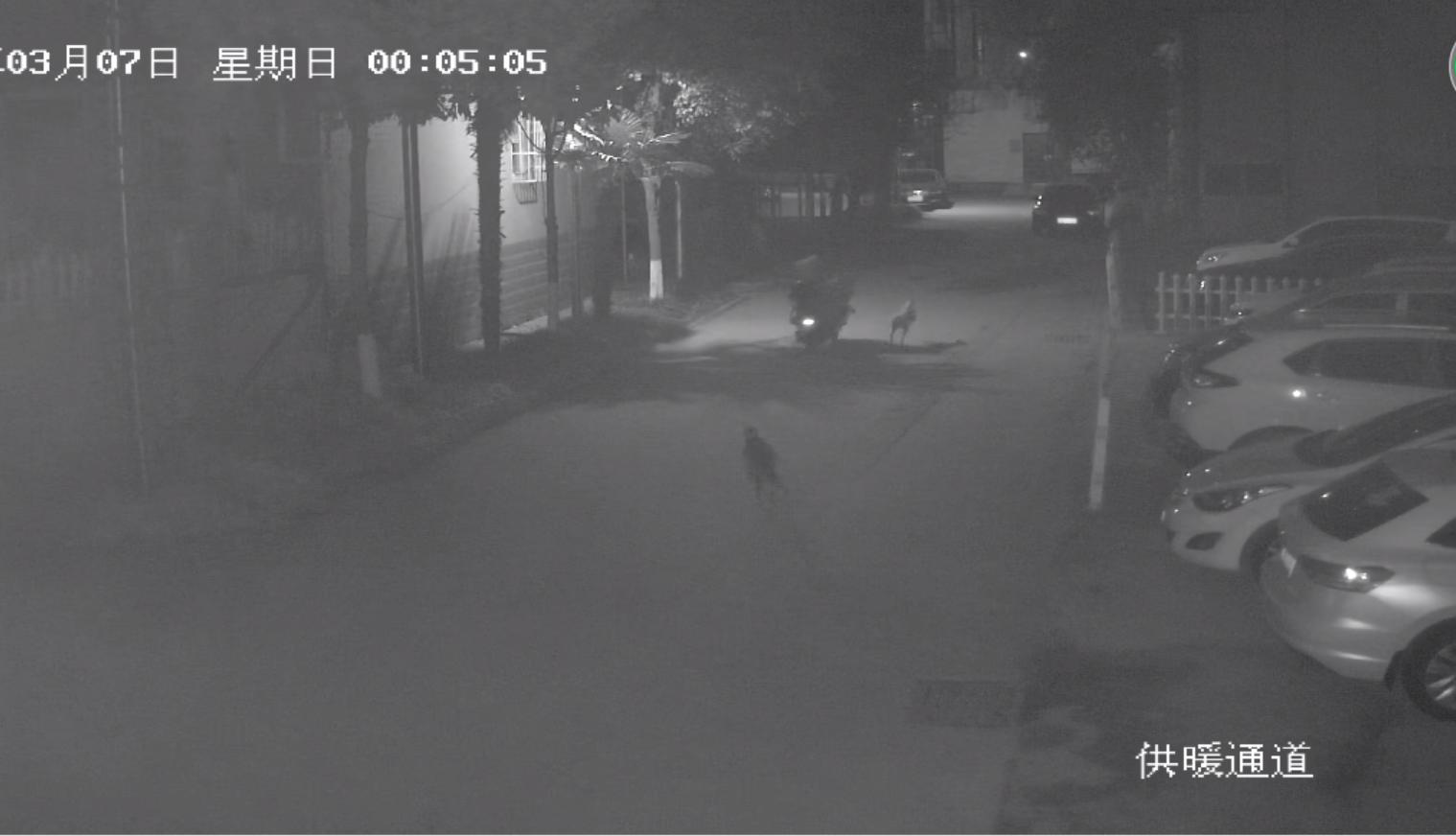 狗狗丢失找回技巧,狗狗丢失后如何尽快找回