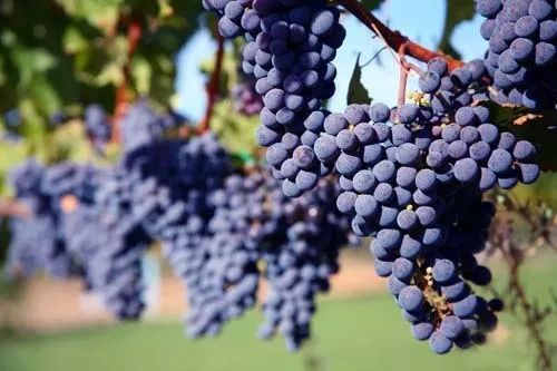 红酒里的木渣,红酒里的渣是什么意思