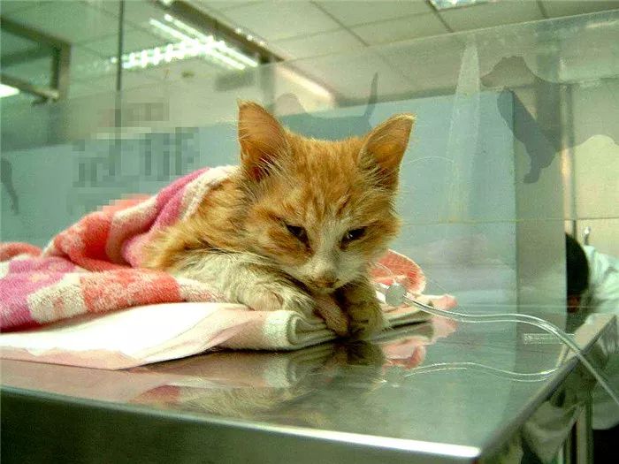 猫呕吐的原因毛球症 (猫咪呕吐毛球是怎么回事)