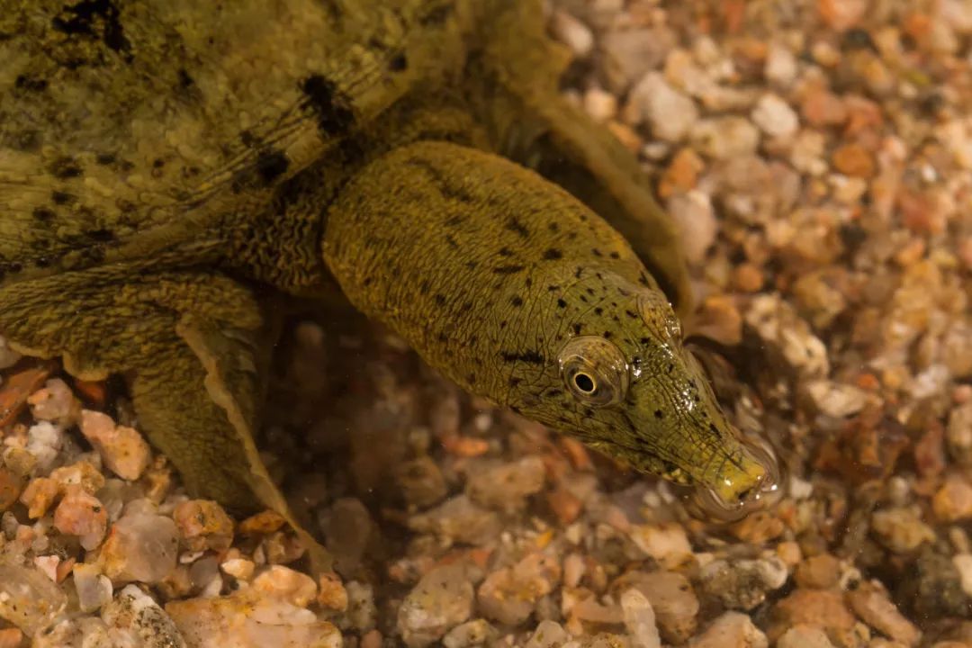 斑鳖这种动物已经灭绝了吗,中国唯一一只斑鳖死亡