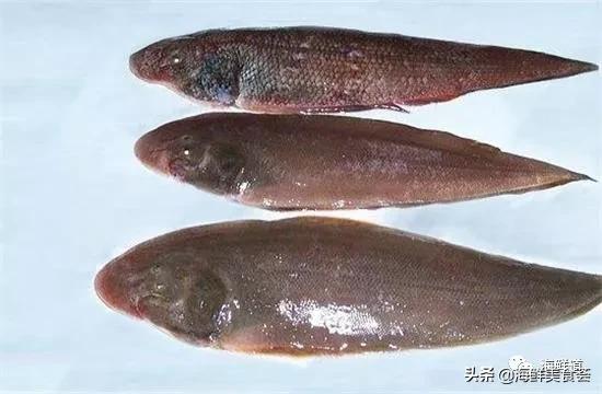 十种最美味海鲜,100种常见海鲜大全图