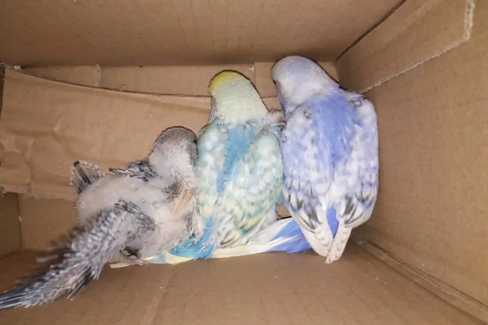 虎皮鹦鹉一共几种颜色,虎皮鹦鹉哪个品种最聪明